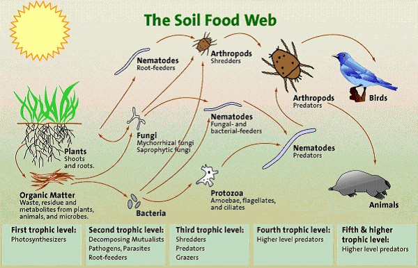 simple food chain diagram. Simple Food Chain Diagram.