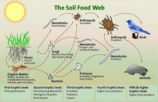 Simple Food Chain Diagram. simple food chain diagram. Simple Food Chain Diagram.
